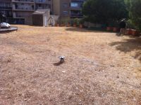 toiture terrasse avant travaux